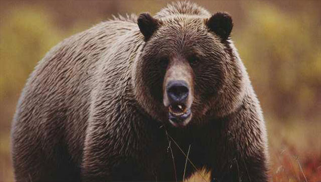 Kars’ta ayılar aileye saldırdı