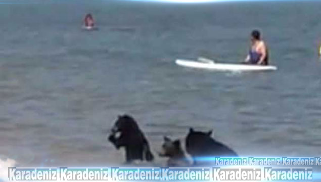 Sıcaktan bunalan ayılar plajda suya girdi