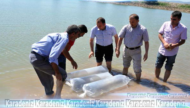 Giresun’da 53 bin adet sazan suya bırakıldı
