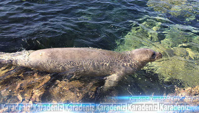 Plaja Akdeniz foku ziyareti