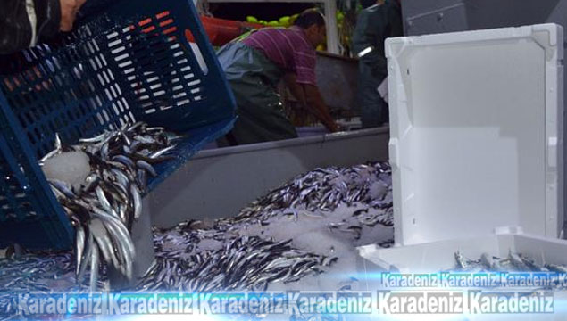 Karadeniz'de 26 balık türü yok oldu
