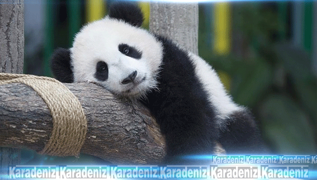Pandaların durumu "tehlikede" 