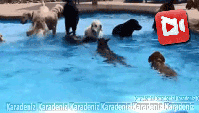 Köpeklerden havuz partisi