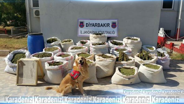Diyarbakır'da 466 kilo esrar ele geçirildi