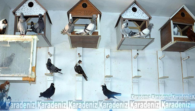 Türkiye'nin ilk güvercin oteli Diyarbakır'da açıld
