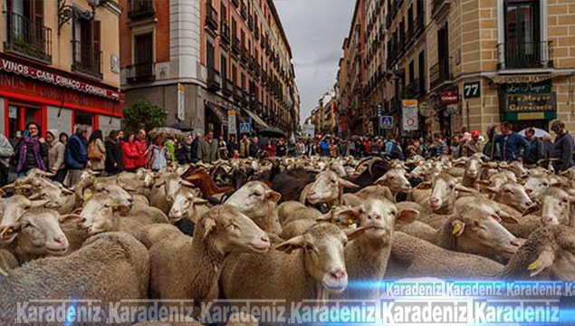 Koyunlar şehre indi
