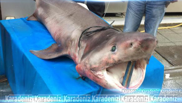 Darıca'da 3.5 metrelik köpek balığı yakalandı