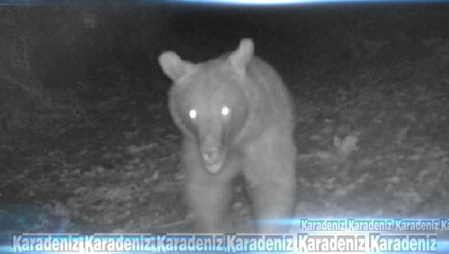 Sinop'ta fotokapan ayı görüntüledi