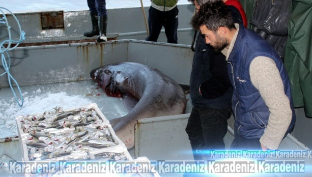 Çinekop ağına dev köpek balığı takıldı