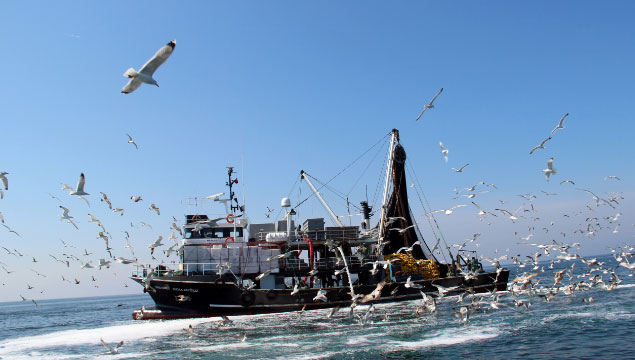 Karadeniz’de balık neden azalıyor?