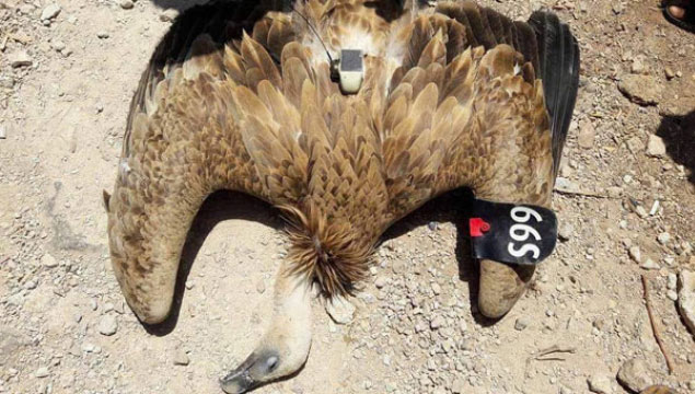 Suriye sınırında casus kuş vuruldu