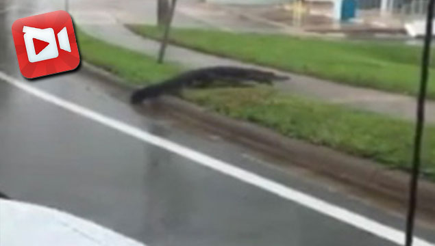 Florida'da sokaklar timsahlara kaldı