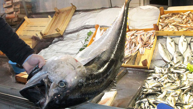 Balıkçıların ağına 40 kiloluk torik takıldı
