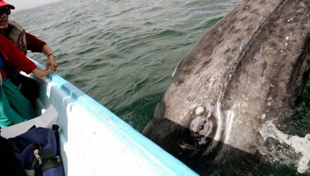 Dev balina tur teknesine saldırdı