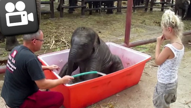 Yavru filin ilk banyo macerası