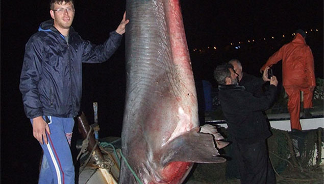 10 gramlık mezgit yerine 600 kiloluk köpekbalığı