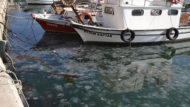 Boğaz'da denizanası istilası