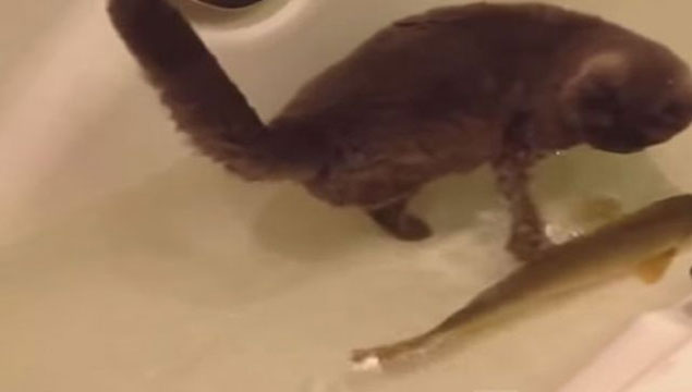 Kedinin balıkla oyunu