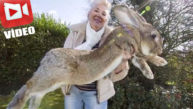 İşte dünyanın en büyük tavşanı