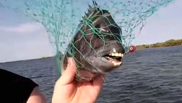 İnsan dişli balık