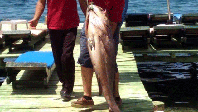 30 kilo balık yakaladı