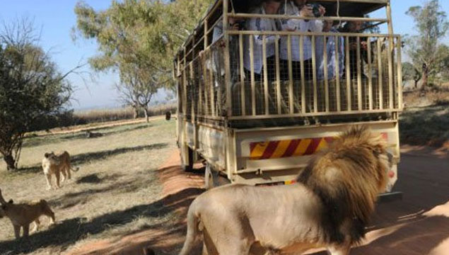 Otomobil camından giren aslan turiste saldırdı