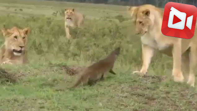 Korkusuz fare aslanlara meydan okudu