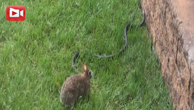 Anne tavşanın yılanla savaşı
