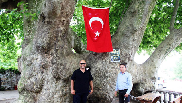 Bu ağaç Osmanlı'dan daha yaşlı