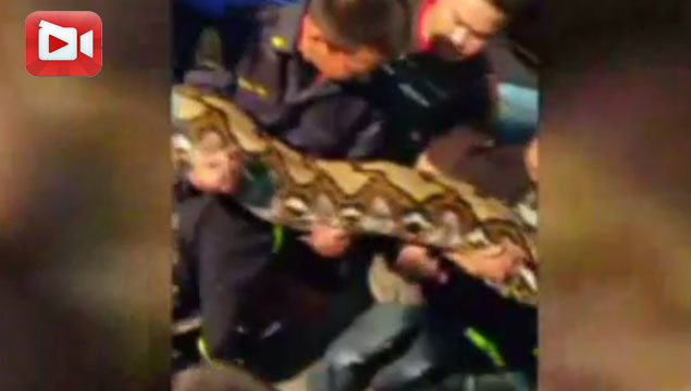 Yakalanan yılanı 15 kişi taşıyabildi