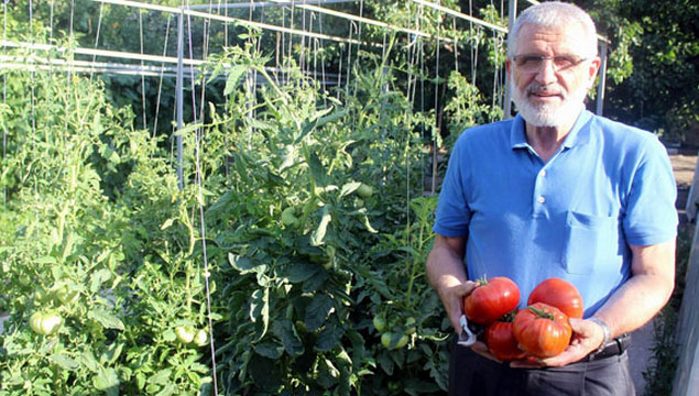 1 kiloluk domatesler görenleri şaşırtıyor