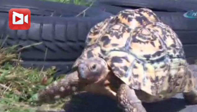 Dünyanın en hızlı kaplumbağası