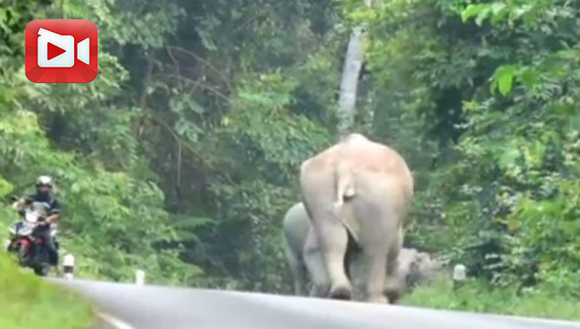 Öfkeli filler motosiklete karşı