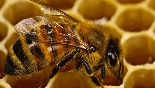 Arılar olmazsa insanlık biter