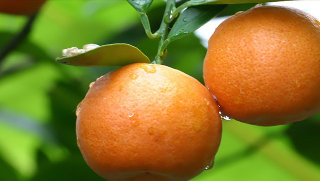 Portakal üreticisi destek bekliyor