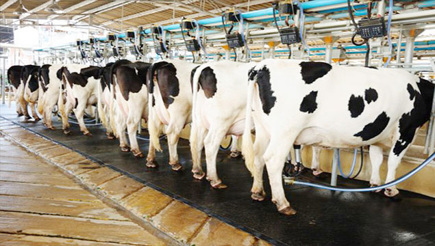 Süt üretimi arttı