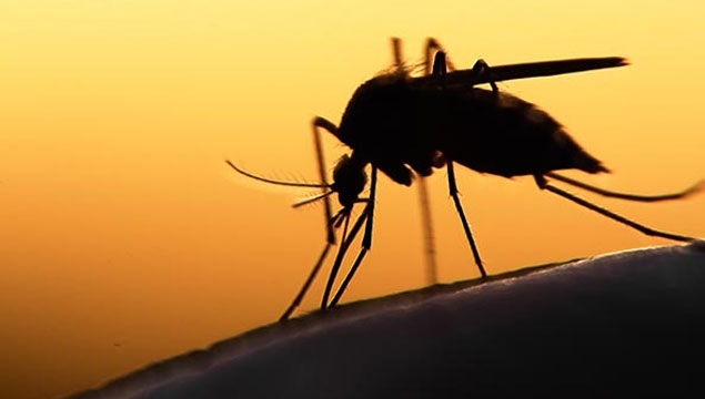 ABD'den Zika virüsü uyarısı