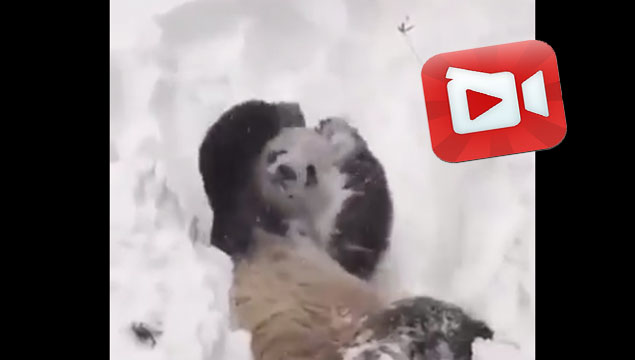 Sevimli pandanın kar keyfi 