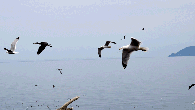 Binlerce kuş Giresun Adası'na yuva yaptı