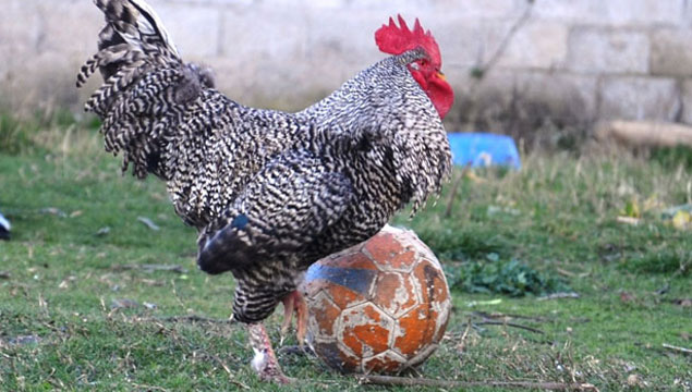 Futbol sihirbazı 'Horozoviç'