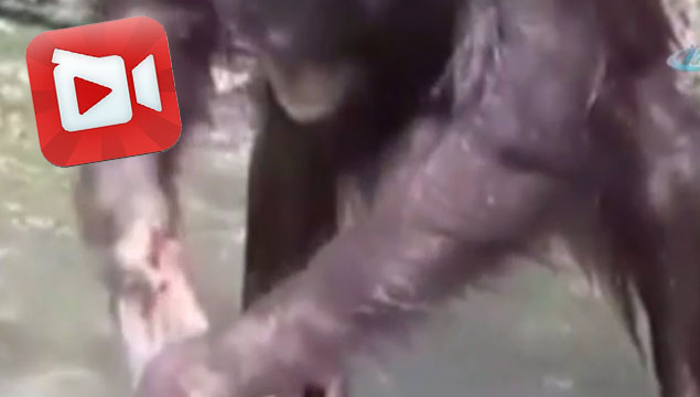 Hortumla yıkanan orangutan şaşırtıyor