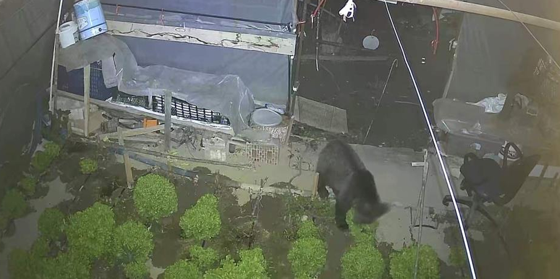 Yavru ayı iki gecedir marul ziyafeti çekiyor